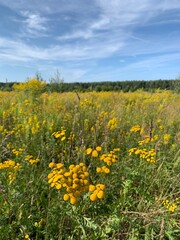 field of yellow flowers