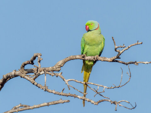 An adult rose-ringed parakeet (Psittacula krameri) perched on a tree in Wilpattu National Park, Sri Lank