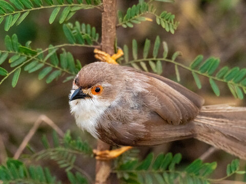 An adult yellow-eyed babbler (Chrysomma sinense), Udawalawe National Park, Sri Lanka