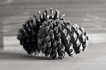 Pine-cone photo
