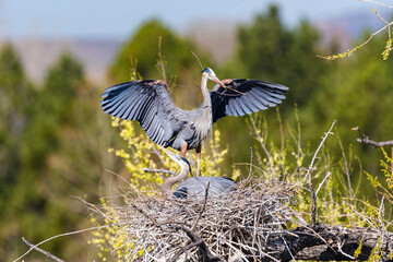 A Great Blue Heron arrives at its scenic nest site carrying a nesting stick and lands behind its...
