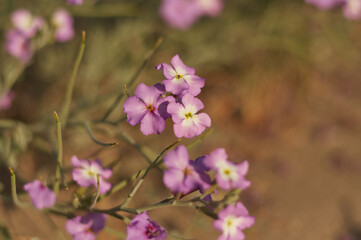 Fototapeta premium multiply purple wild flowers close-up