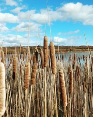 Bulrush