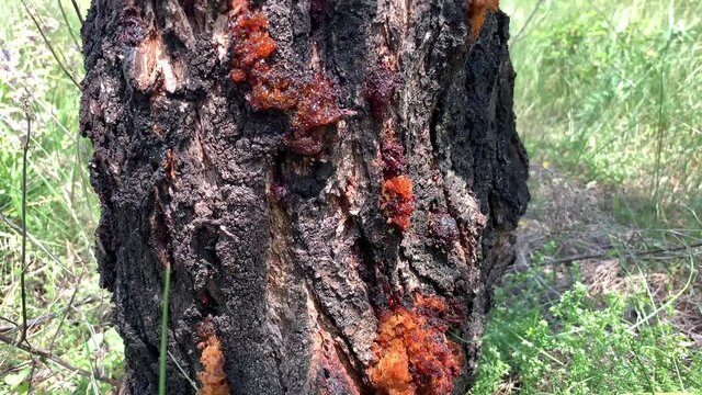Lots of resin on a tree