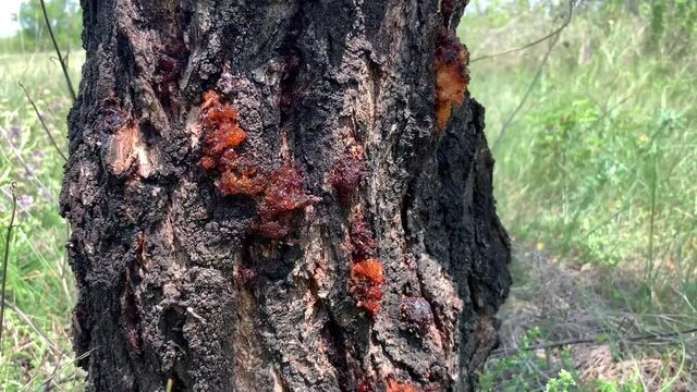 Lots of resin on a tree