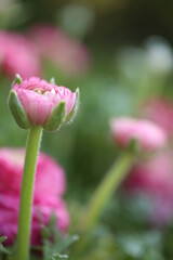 Fototapeta premium Pink ranunculus.Pink buttercups flower.Floriculture. Spring flowers in the garden. Spring Pink flowers.Beautiful delicate spring flowers. Growing ranunculus, breeding and growing flowers.
