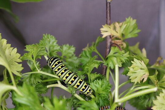 Eastern Black Swallowtail On Parsley