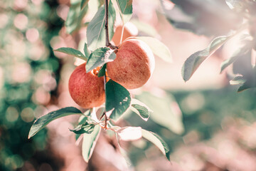 Beautiful ripe red apples on branches in orchard garden. Organic sweet fruits hanging on apple trees at a farm. Eco natural background. Sunny summer or autumn fall day in countryside.