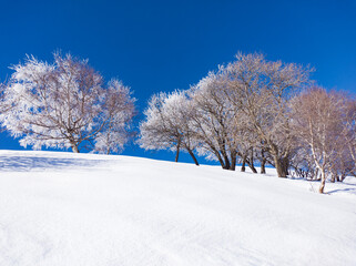 Trees in a snowy landscape