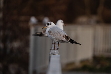 white wild seagull on an iron railing and blurred background in the city during the day in the Czech Republic