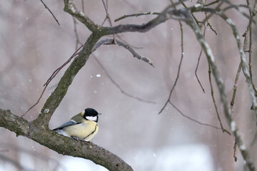 titmouse on a branch in winter 