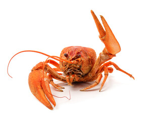 Boiled crayfish with raised claw.