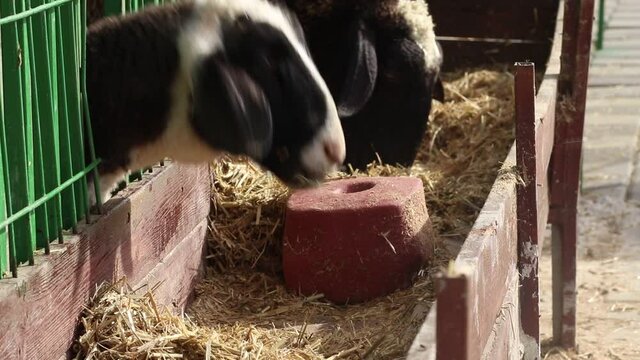 Side view of a black and white lamb eating straw inside the pen