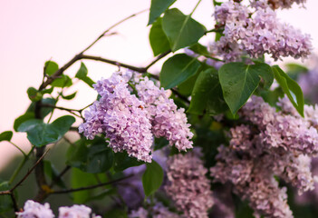 Syringa vulgaris blooming plant. Fragrant purple lilac bush in the spring garden in countryside.