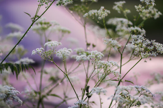 Aegopodium Podagraria, Bishop's Weed Plant In Bloom.