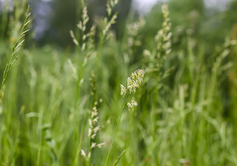 Wildflowers on summer meadow