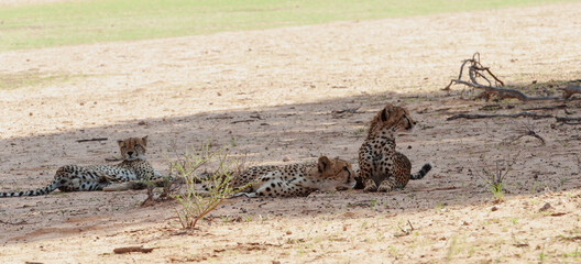 Cheetah at rest in the shade avoiding the midday sun