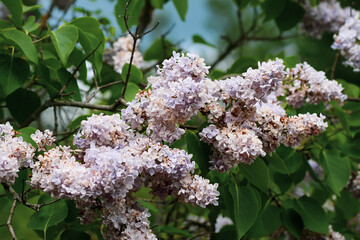 Syringa vulgaris blooming plant. Fragrant purple lilac bush in the spring garden in countryside.