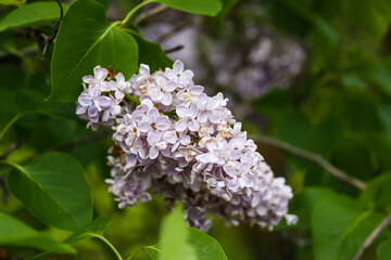Syringa vulgaris blooming plant. Fragrant purple lilac bush in the spring garden in countryside.