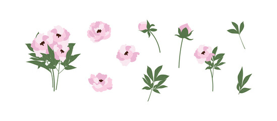 Peony Flowers Vector Set. Spring Pink flower bouquet