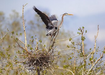 A Great Blue Heron within an instant of taking off from its picturesque nest site high atop a budding tree, while its mate waits hidden within the nest.