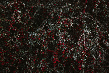 Dark leaves with red berries. small red berries and small dark green leaves on branches throughout the photo. suitable for backgrounds.