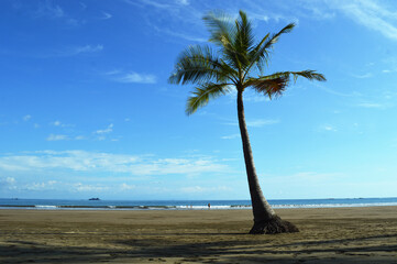 palm tree on the beach