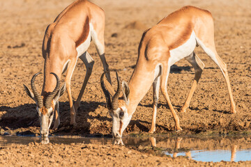 Two impala males drinking in the early morning light