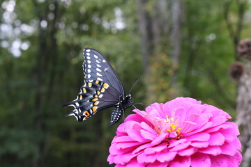 Eastern Black Swallowtail Butterfly on Zinnia