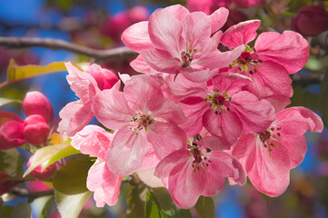 Bright pink flowers of a cherry tree with and green leaves on a background of sky and garden trees close up