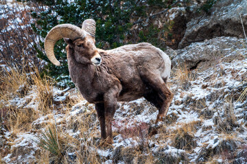 Big horn sheep in the Garden of the Gods Park in Colorado Springs