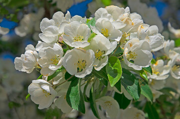 White beautiful flowers on the branches of an apple tree in the garden on a background of trees close-up