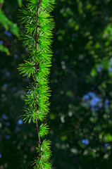 Young larch branches with green needles illuminated by the sun on a bokeh background close up