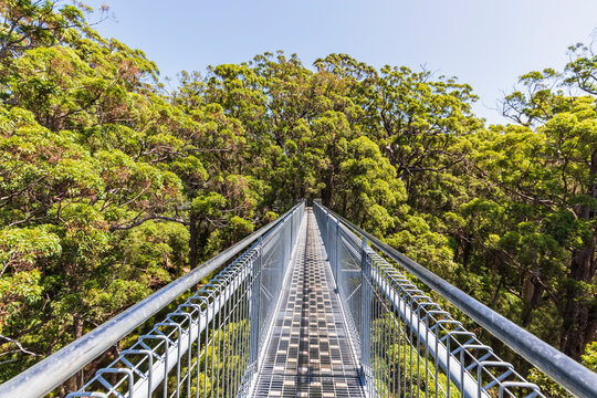 Treetop walkway stretching between red tingle trees (Eucalyptus jacksonii) growing in Walpole-Nornalup National Park