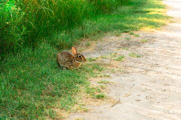 Bunny in Galveston Island