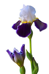 One purple white iris (Íris) with bud on white isolated background close up