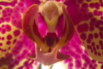 pink orchid closeup