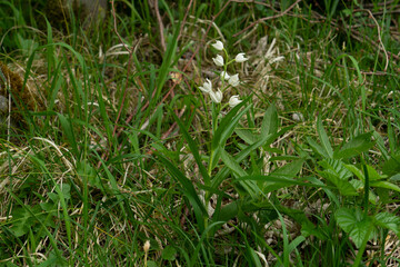 Weißes Waldvögelein, Cephalanthera longifolia, einzelne Pflanze, im Juni auf Bergwiese im Allgäu
