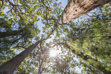Sun shining over canopies of tall red tingle trees (Eucalyptus jacksonii) growing in Walpole-Nornalup National Park