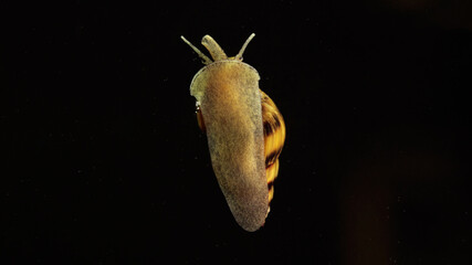Macro shot of assassin snail in aquarium. Anentome helena.