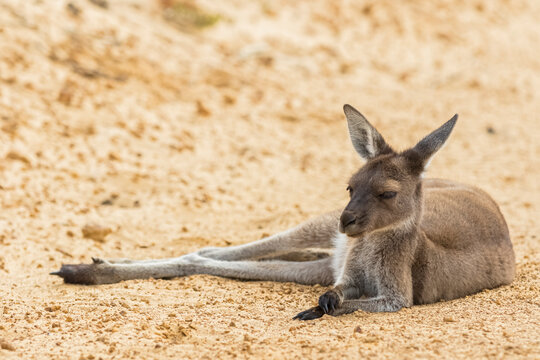 Western Gray Giant Kangaroo lying on sand