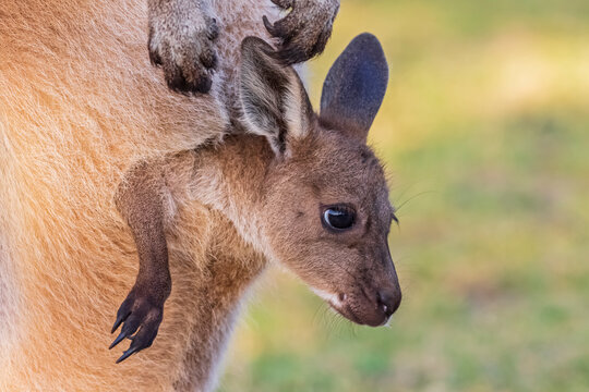 Australia, Western Australia, Windy Harbour, Close up of red kangaroo (Macropus rufus) joey staring out of pouch
