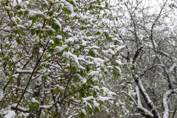 Weather anomaly. Snowfall in May. Fresh snow on blooming chery tree branches.