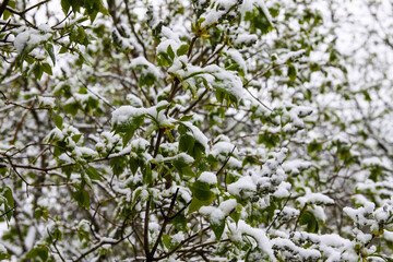 Weather anomaly. Snowfall in May. Fresh snow on blooming chery tree branches.