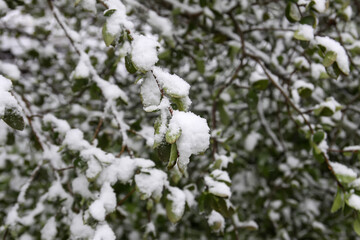 Weather anomaly. Snowfall in May. Fresh snow on blooming chery tree branches.