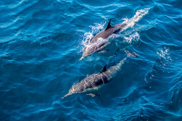Two dolphins swim in the pacific ocean. One dolphin under water, the second in water splashes....