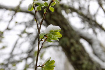 Weather anomaly. Snowfall in May. Fresh snow on blooming chery tree branches.