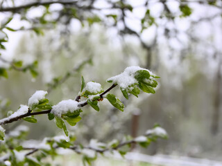 Weather anomaly. Snowfall in May. Fresh snow on blooming chery tree branches.