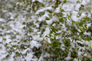 Weather anomaly. Snowfall in May. Fresh snow on blooming chery tree branches.