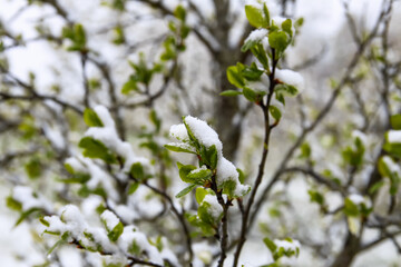 Weather anomaly. Snowfall in May. Fresh snow on blooming chery tree branches.